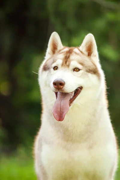 Schattige Siberische Husky Hond Buiten — Stockfoto