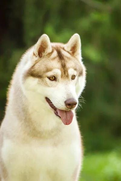 Αξιολάτρευτο Σκυλί Husky Σιβηρίας Εξωτερικούς Χώρους — Φωτογραφία Αρχείου