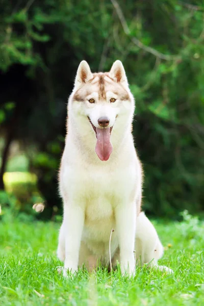 Αξιολάτρευτο Σκυλί Husky Σιβηρίας Εξωτερικούς Χώρους — Φωτογραφία Αρχείου