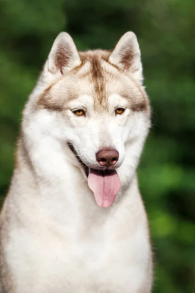 Αξιολάτρευτο Σκυλί Husky Σιβηρίας Εξωτερικούς Χώρους — Φωτογραφία Αρχείου