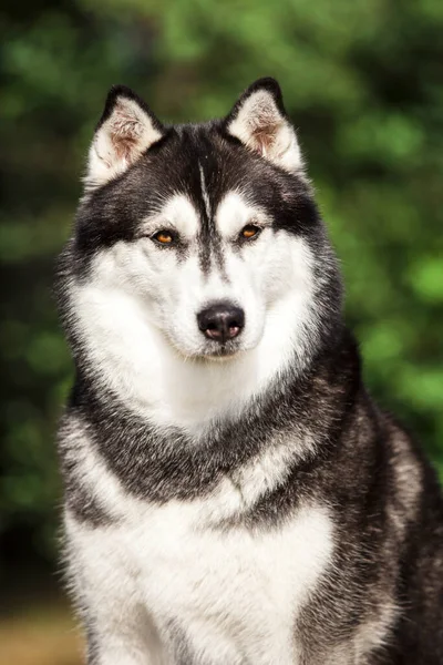 Bedårande Sibirisk Husky Hund Utomhus — Stockfoto