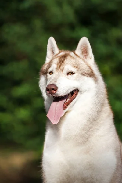 Adorabile Cane Husky Siberiano All Aperto — Foto Stock