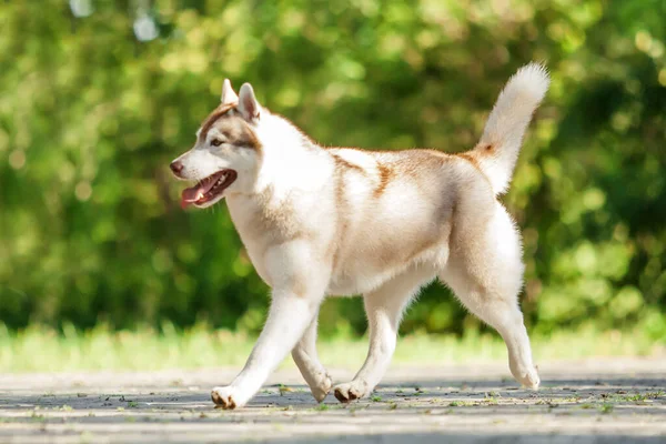 愛らしいシベリアのハスキー犬屋外 — ストック写真