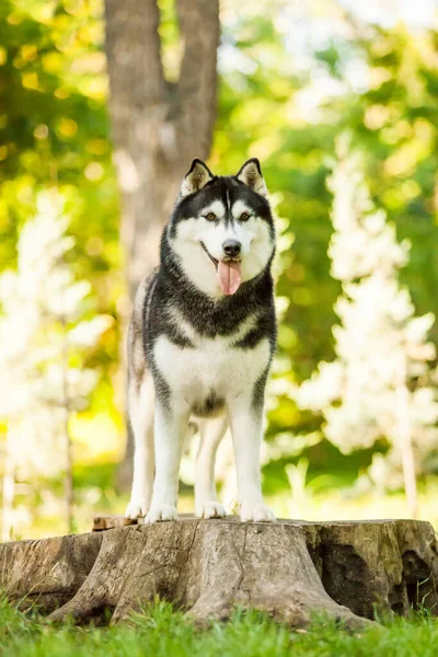 Tapılası Sibirya Köpeği Açık Havada — Stok fotoğraf