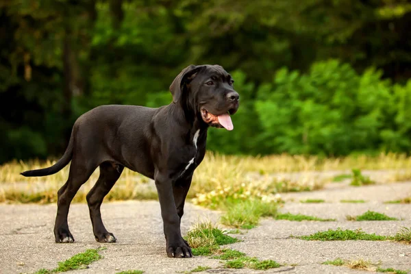 Cane corso köpek yavrusu dışarıda