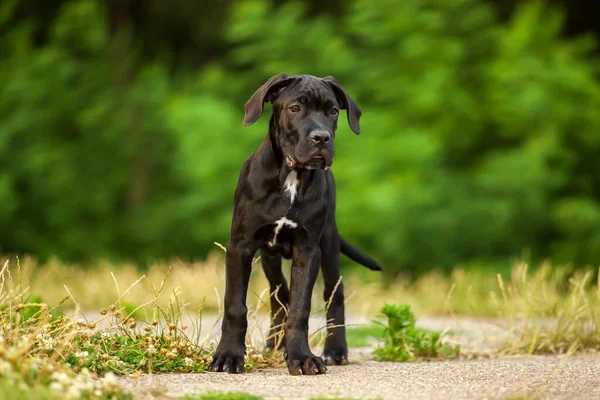 Cane corso köpek yavrusu dışarıda