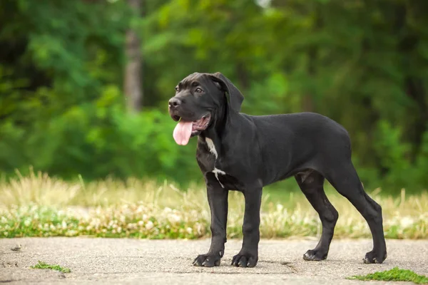 Cane corso köpek yavrusu dışarıda