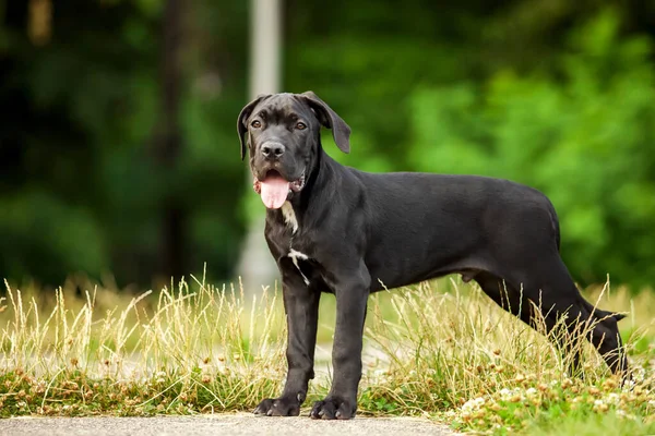 Cane corso köpek yavrusu dışarıda