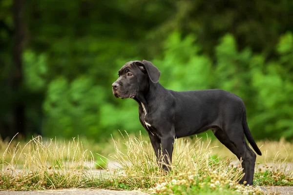 Cane corso köpek yavrusu dışarıda