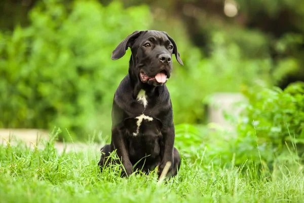 Cane corso köpek yavrusu dışarıda