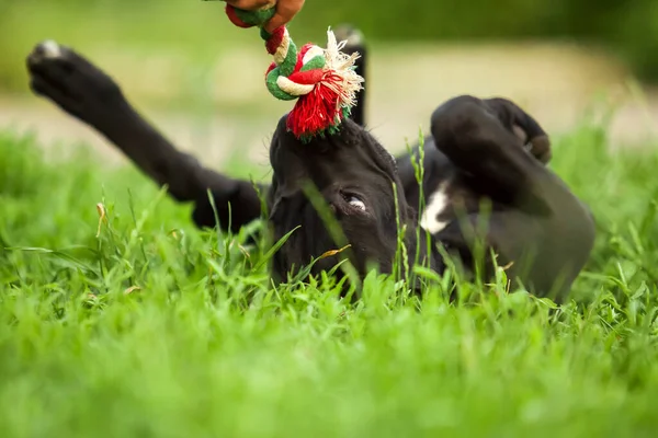 Cane Corso Puppy Outdoors — Stock Photo, Image