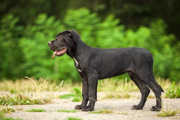 Cane Corso Kiskutya Szabadban — Stock Fotó