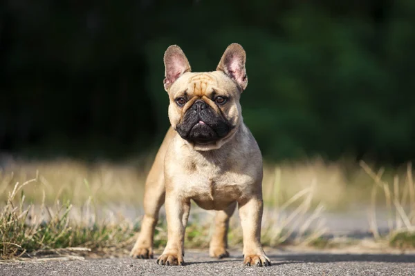 Söt Fransk Bulldogg Valp Utomhus — Stockfoto