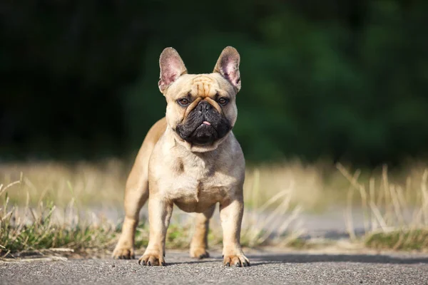 Niedliche Französische Bulldogge Welpen Freien — Stockfoto