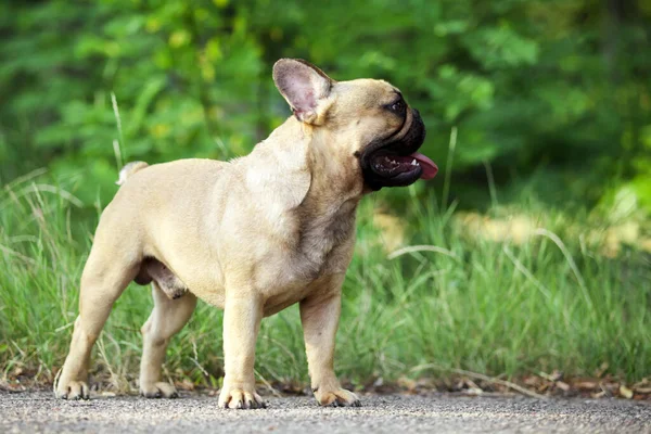 Aranyos Francia Bulldog Kiskutya Szabadban — Stock Fotó