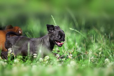 Brüksel Griffon köpek yavrusu
