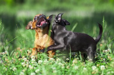 Brüksel Griffon yavruları açık havada