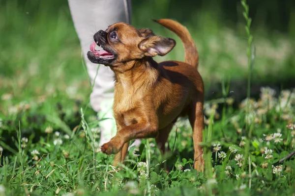 Brussels Griffon Anak Anjing Luar Ruangan — Stok Foto