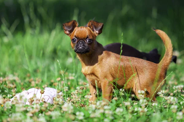 Chiot Griffon Bruxellois Plein Air — Photo