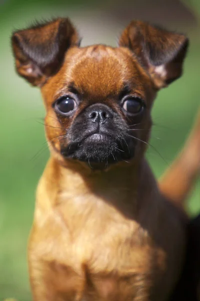 Bruselas Grifo Cachorro Aire Libre —  Fotos de Stock