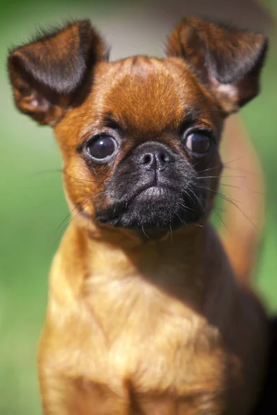 Bruselas Grifo Cachorro Aire Libre —  Fotos de Stock