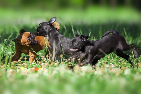 Bruxelas Griffon Cachorros Livre — Fotografia de Stock