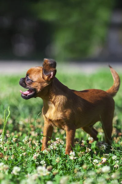 Bruxelas Griffon Cachorro Livre — Fotografia de Stock