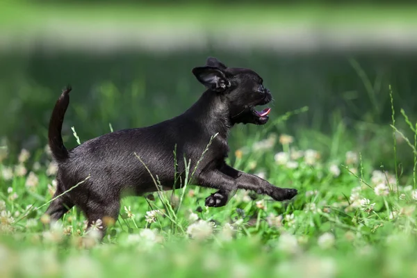 Brussels Griffon Anak Anjing Luar Ruangan — Stok Foto