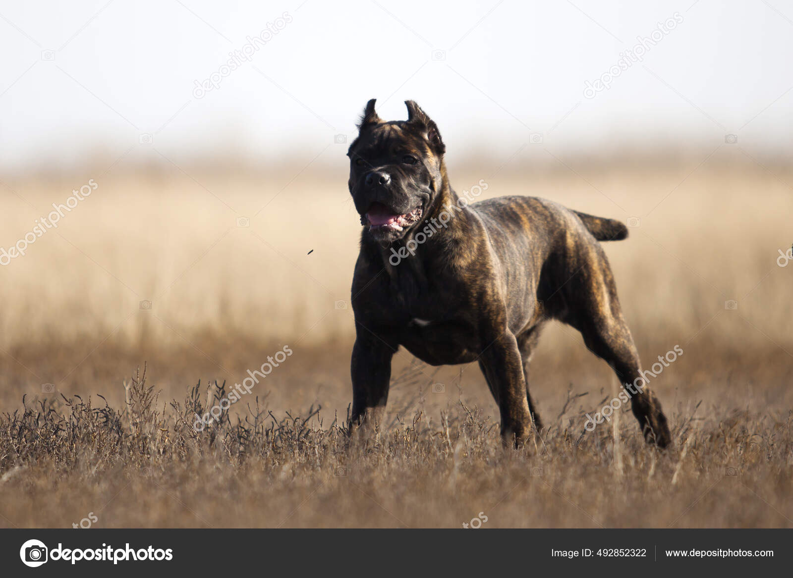 Are Cane Corso Good Running Dogs