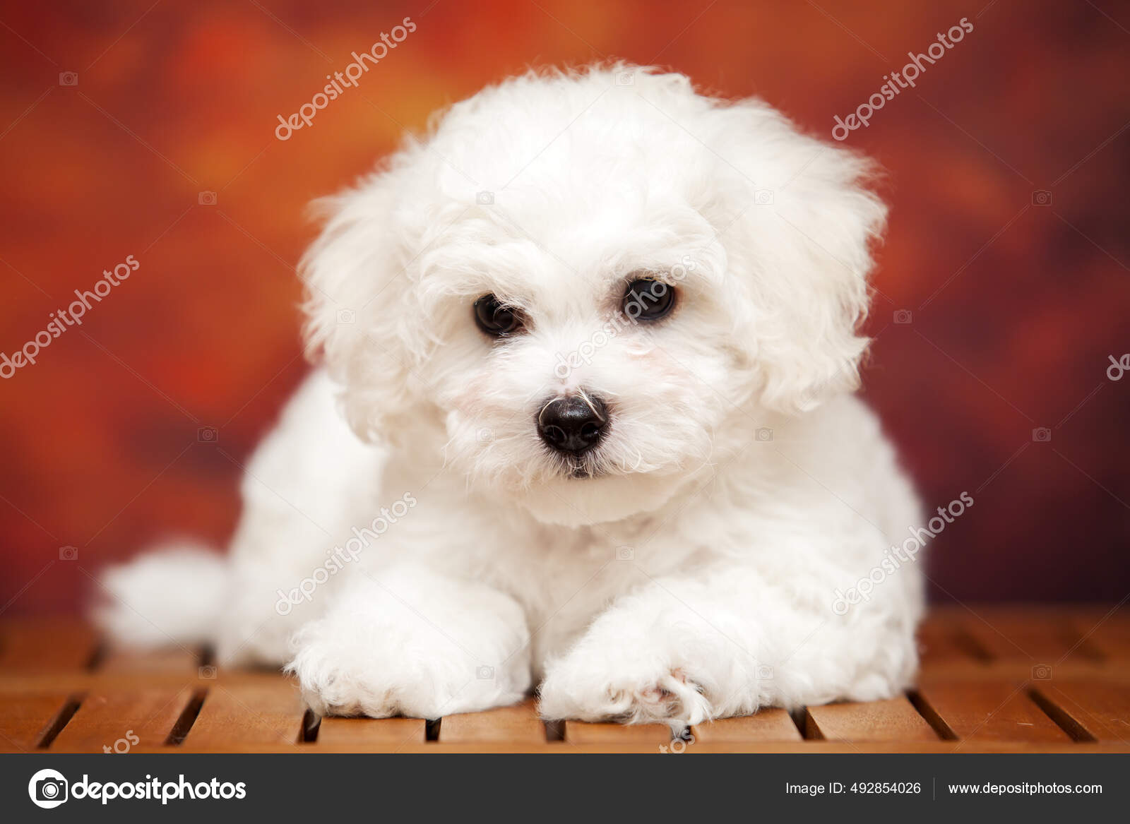 Bichon Bolognese Bolognese Dog Breeders Near Me Bolognese Dog