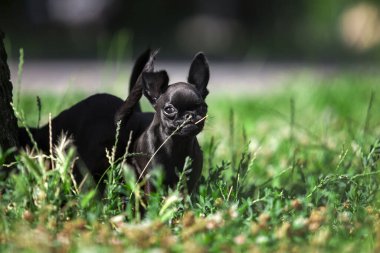 Brüksel Griffon köpek yavrusu