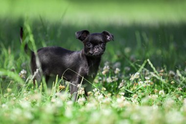 Brüksel Griffon köpek yavrusu