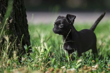 Brüksel Griffon köpek yavrusu