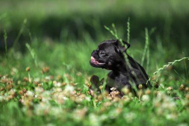 Brüksel Griffon köpek yavrusu