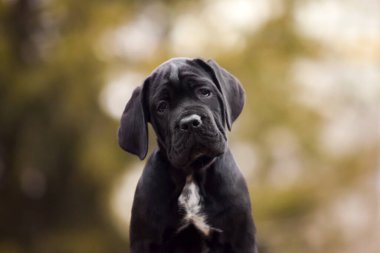 Şirin Puppy Cane Corso açık havada
