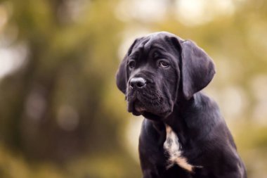Şirin Puppy Cane Corso açık havada