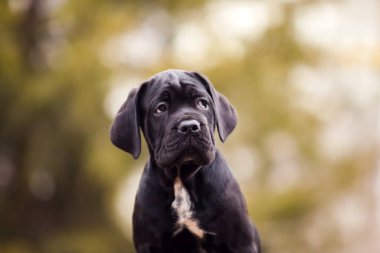 Şirin Puppy Cane Corso açık havada