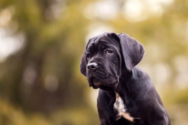 Şirin Puppy Cane Corso açık havada