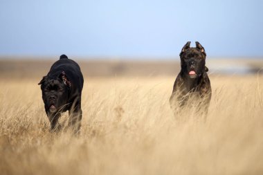 Baston Corso köpekleri sahada oynuyor.