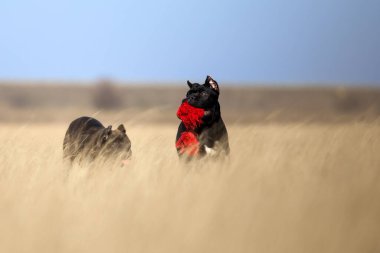 Baston Corso köpekleri sahada oynuyor.