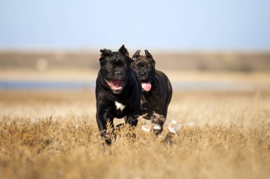Baston Corso köpekleri sahada oynuyor.
