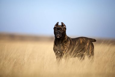Baston Corso Dog sahada eğleniyor.