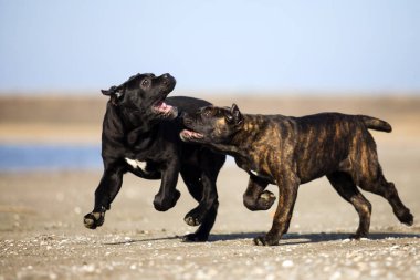 Baston Corso köpekleri sahada oynuyor.