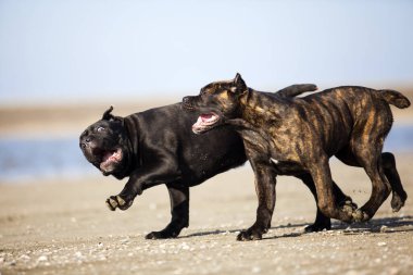 Baston Corso köpekleri sahada oynuyor.