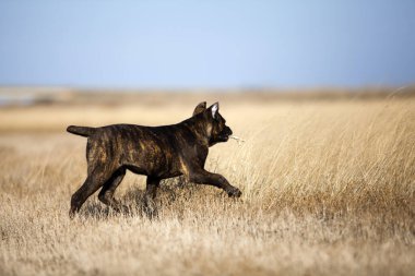 Baston Corso Dog sahada eğleniyor.
