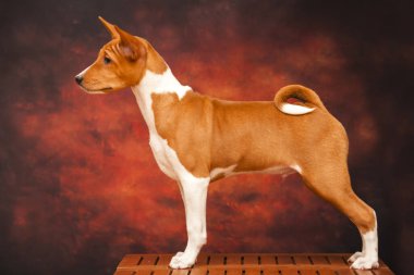 Basenji cinsi köpek portresini kapat.