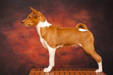 Basenji cinsi köpek portresini kapat.