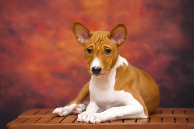 Basenji cinsi köpek portresini kapat.