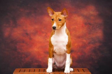 Basenji cinsi köpek portresini kapat.