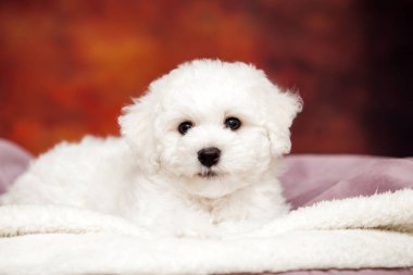 Bolonez köpeğinin portresini kapat. 